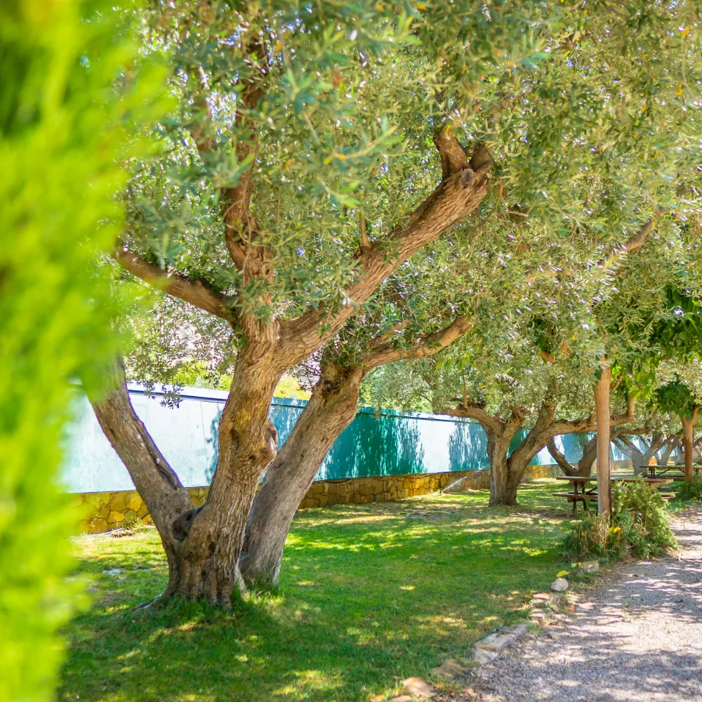Port Massaluca camping parcelas de tienda en el rio ebro matarraña