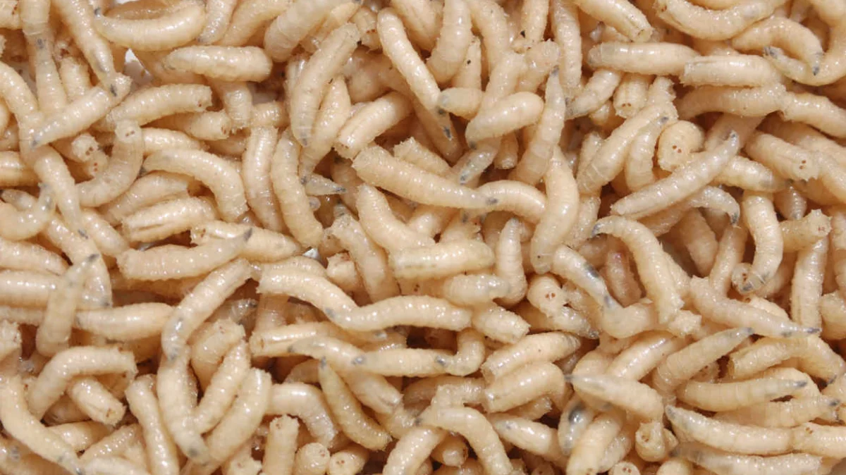 Asticots utilizados como cebo vivo para pesca